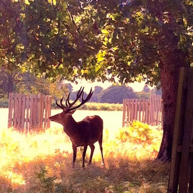 Deer Photograph - #deer #bushypark #stag #iphoneography by Ariadne Blue