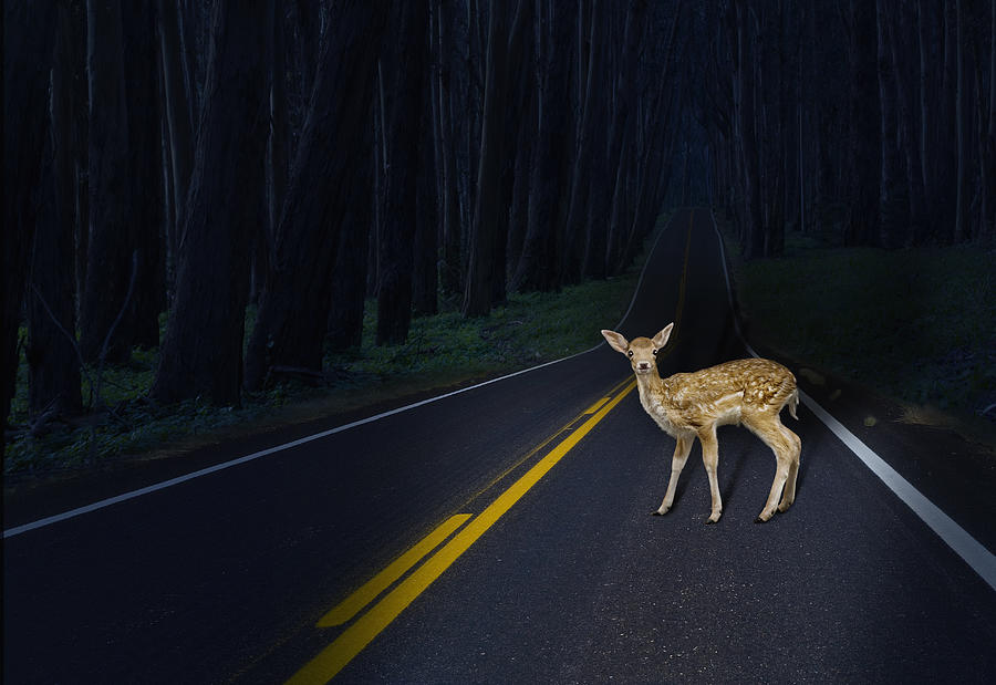 Deer caught in headlights on rural road Photograph by John M Lund Photography Inc