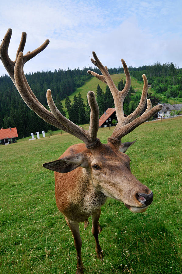 Deer Cervidae with impressive antlers Photograph by Matthias Hauser