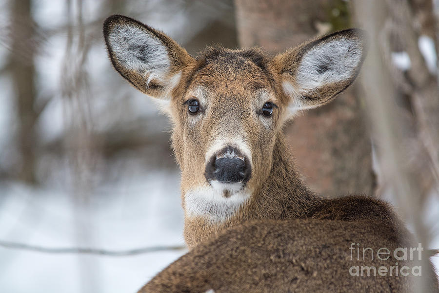 Deer Photograph by Cheryl Baxter