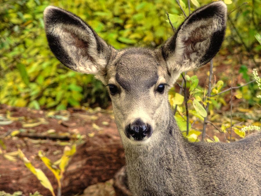 Deer Close Up Photograph by Lanita Williams