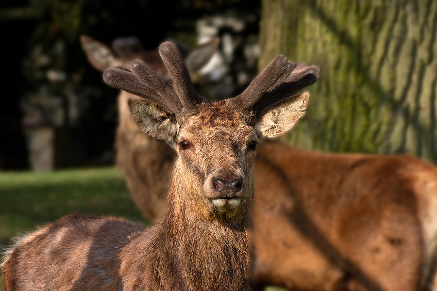 Deer Close Up Photograph by Scott Carruthers