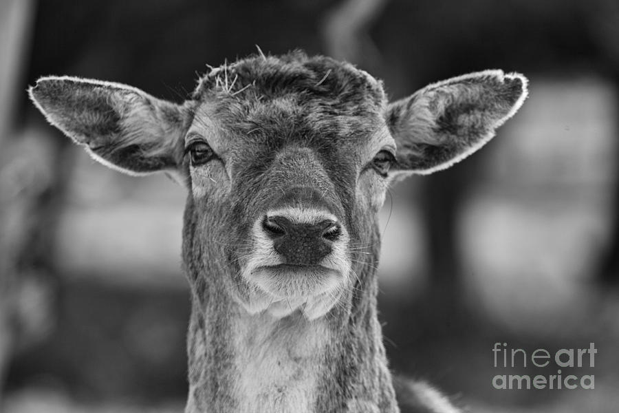 Deer Close-Up V9 Photograph by Douglas Barnard