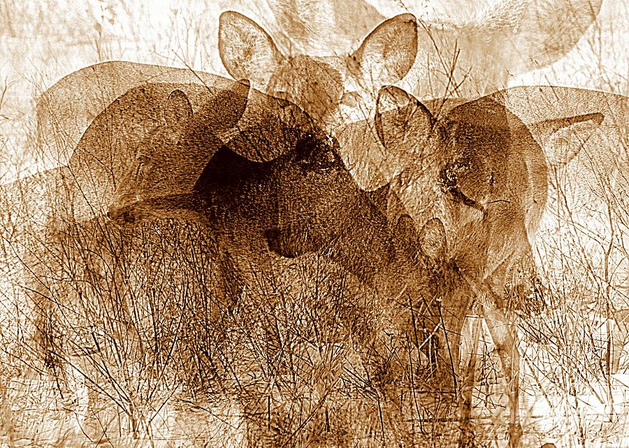Deer Collage Photograph by Rick Rauzi