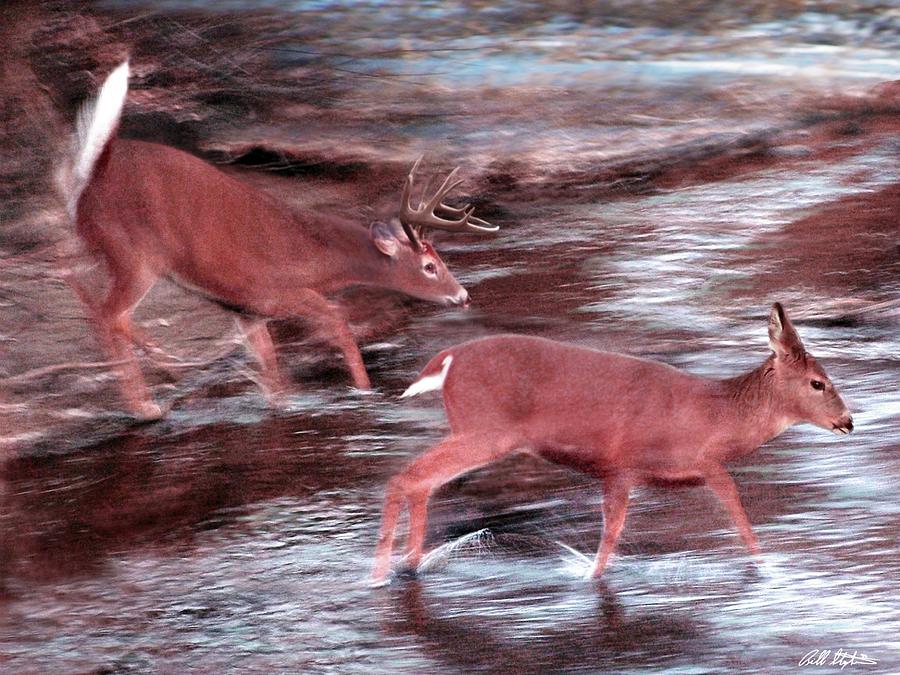 Deer Crossing Photograph by Bill Stephens