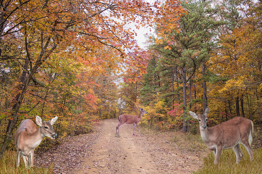 Deer Photograph - Deer Crossing by Bonnie Barry