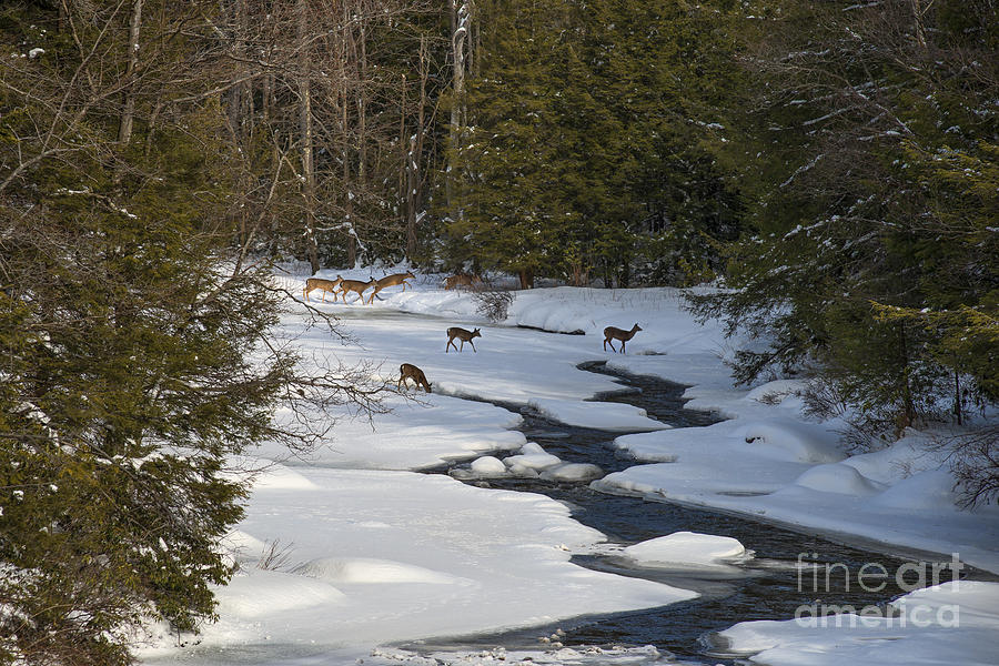 Deer crossing frozen Blackwater River Photograph by Dan Friend