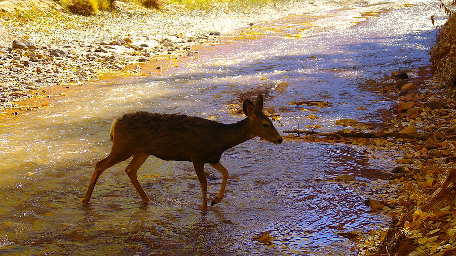 Deer Crossing Photograph by Jeff Swan