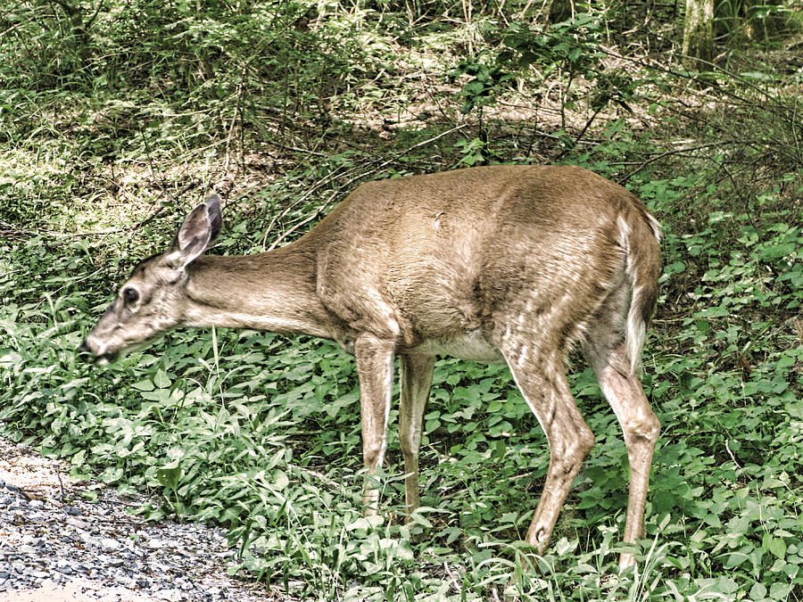 Deer Photograph - Deer Crossing by Oscar Alvarez Jr