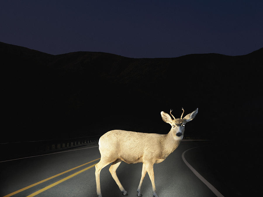 Deer crossing road caught in headlights Photograph by Steven Puetzer