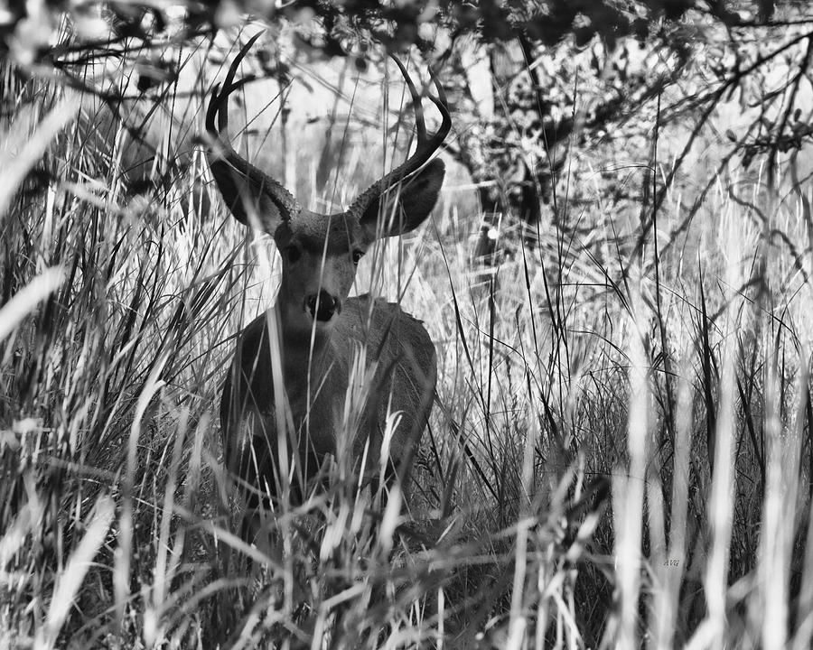 Deer Curious One Photograph by Allan Van Gasbeck