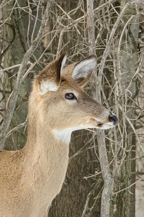 Deer Photograph by Deborah Ritch
