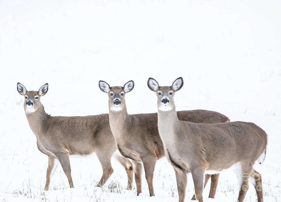 Deer Deer Deer Photograph by Cheryl Baxter