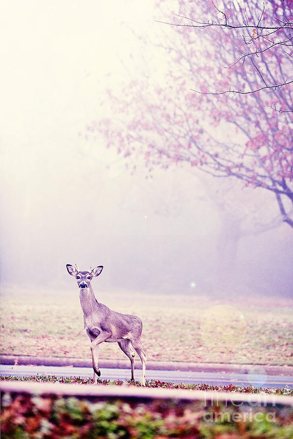 Deer Photograph - Deer Dreams by Katya Horner