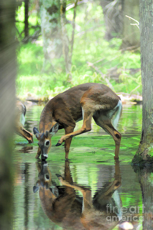 Deer drinking water and scratching head Photograph by Dan Friend