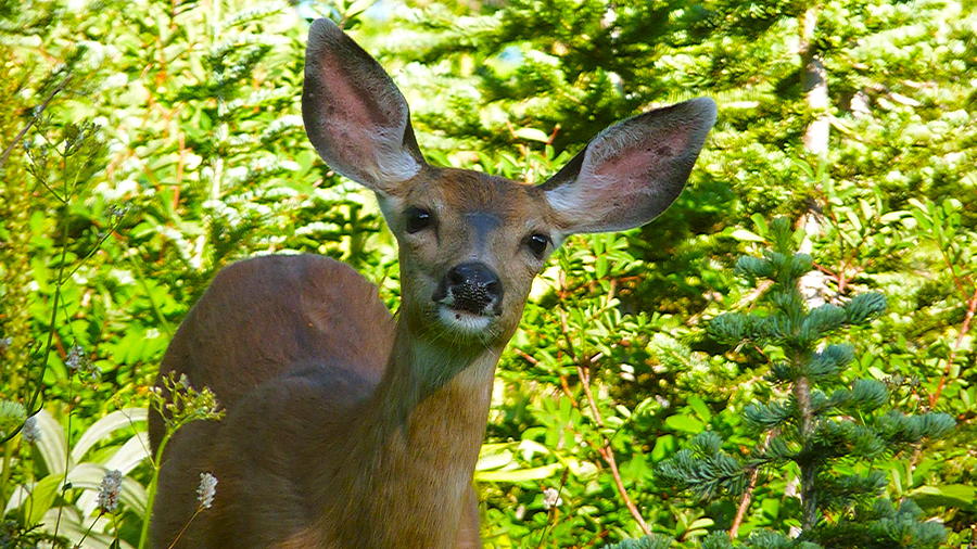 Deer Ear Photograph by Rylee Stearnes