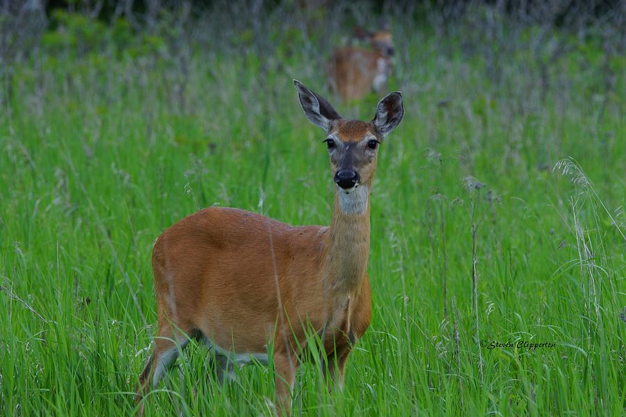 Deer Early in the Morning Photograph by Steven Clipperton