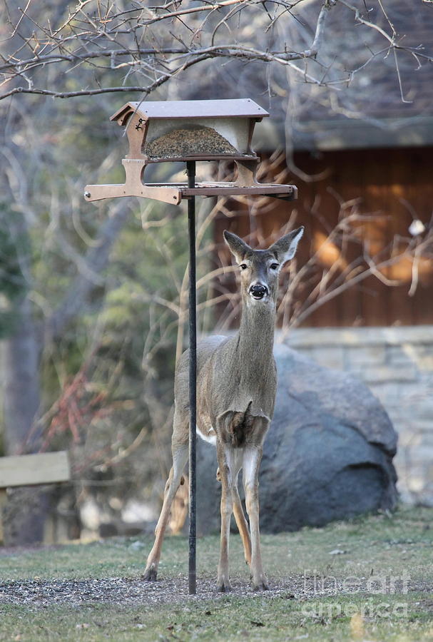 deer eating from bird feeder