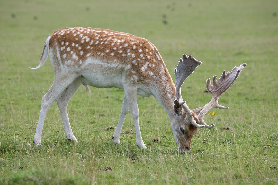 Deer Photograph - Deer Eating by Mark Severn