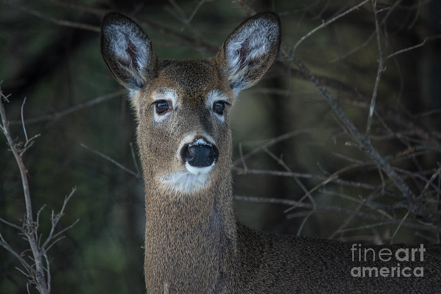 Deer Face Photograph by Cheryl Baxter