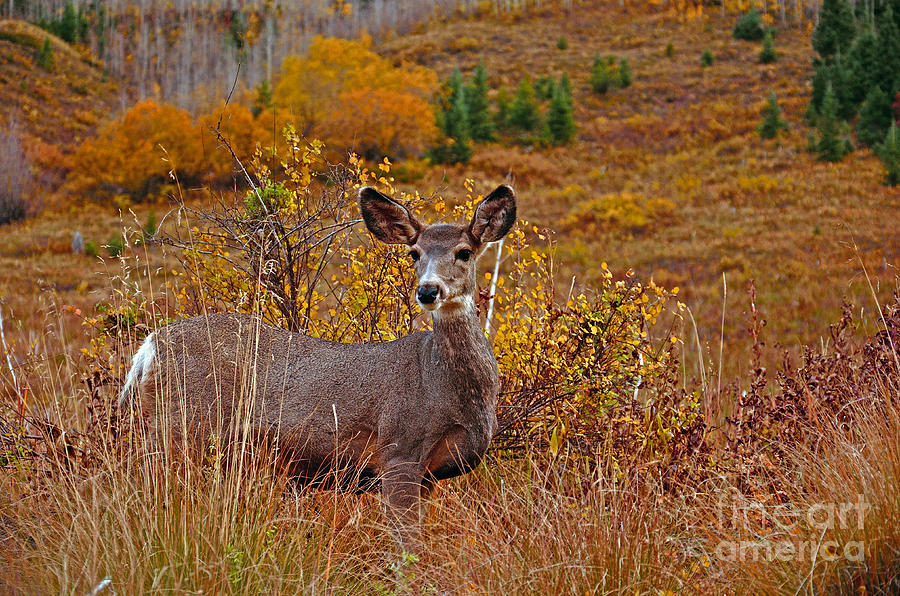 Deer Fall Beginnings Photograph by Kelly Black