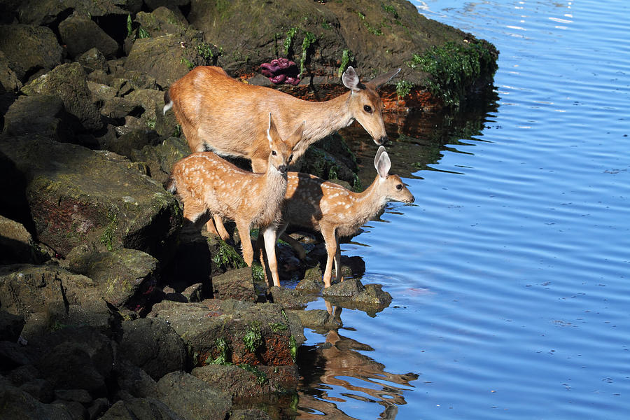 Deer Family by the Ocean at Low Tide Photograph by Peggy Collins