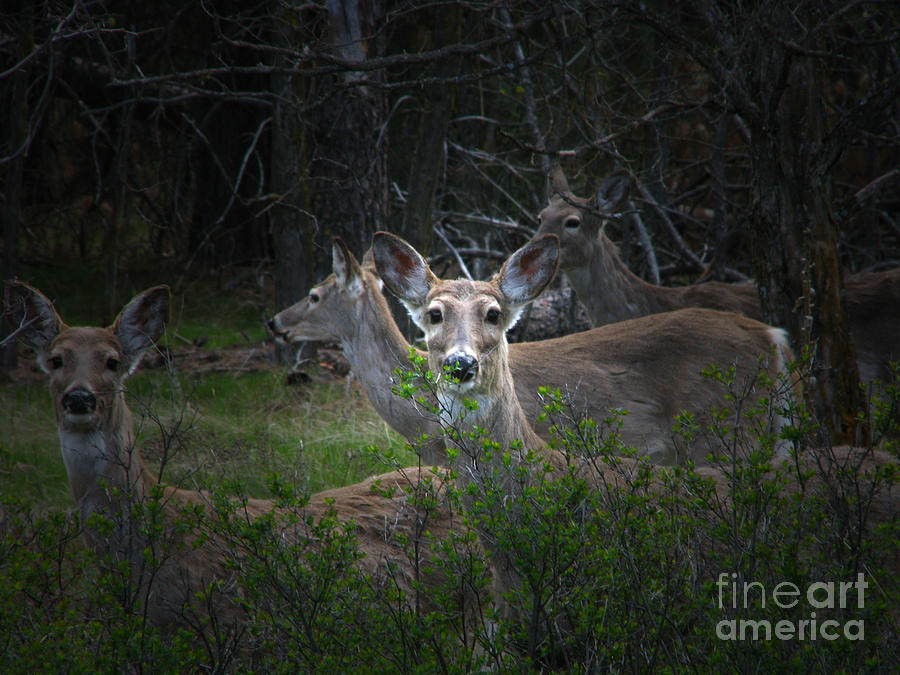 Deer Family Photograph by Greg Patzer