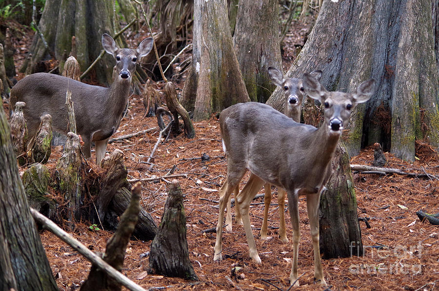 Deer Photograph - Deer Family by Maureen Kyle