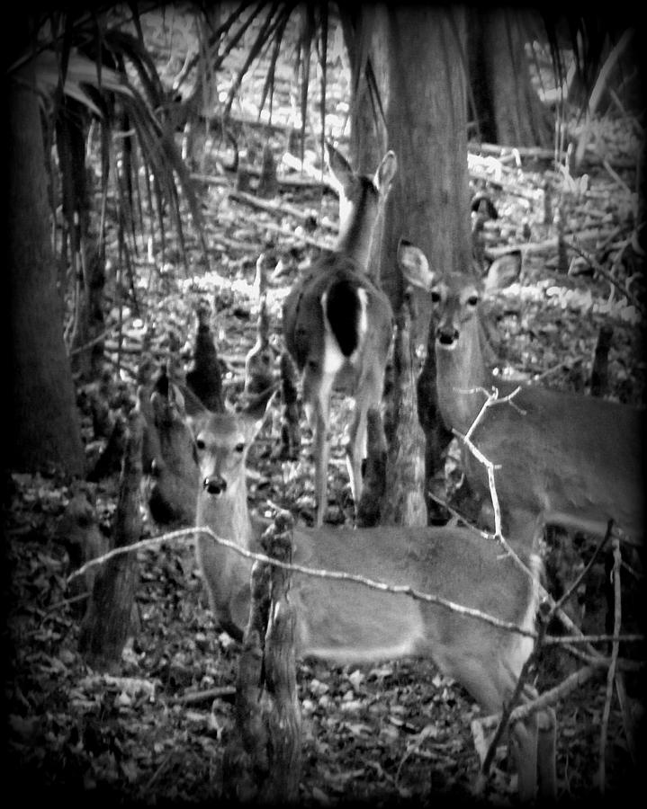 Deer Family  Photograph by Sheri McLeroy