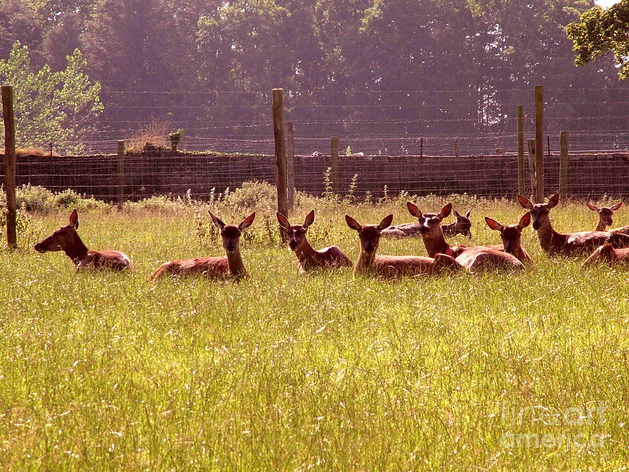 Deer Photograph - Deer farm by Joe Cashin