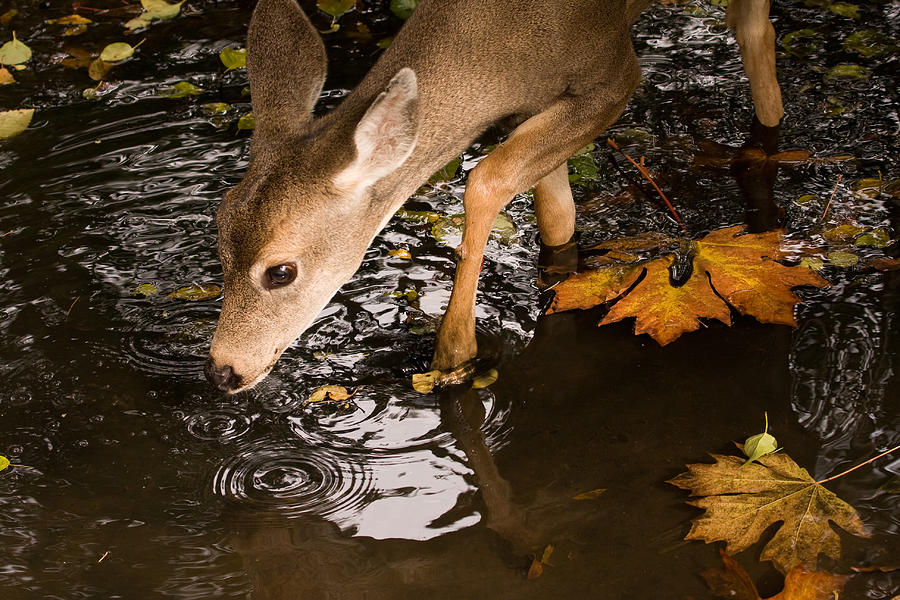 Deer Fawn Bobbing for Apples Photograph by Peggy Collins