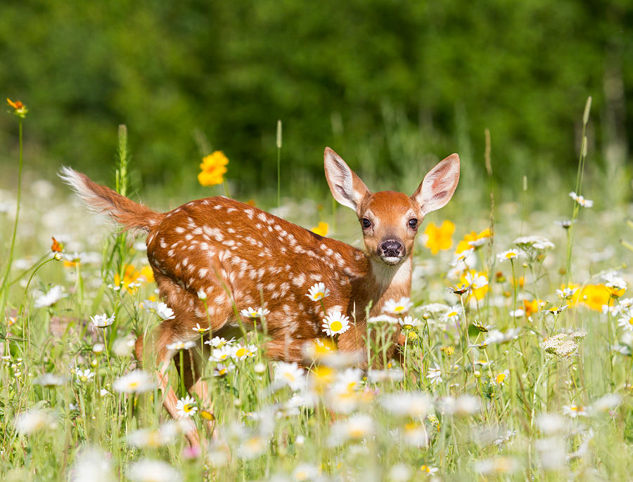 Deer Fawn Photograph by KenCanning