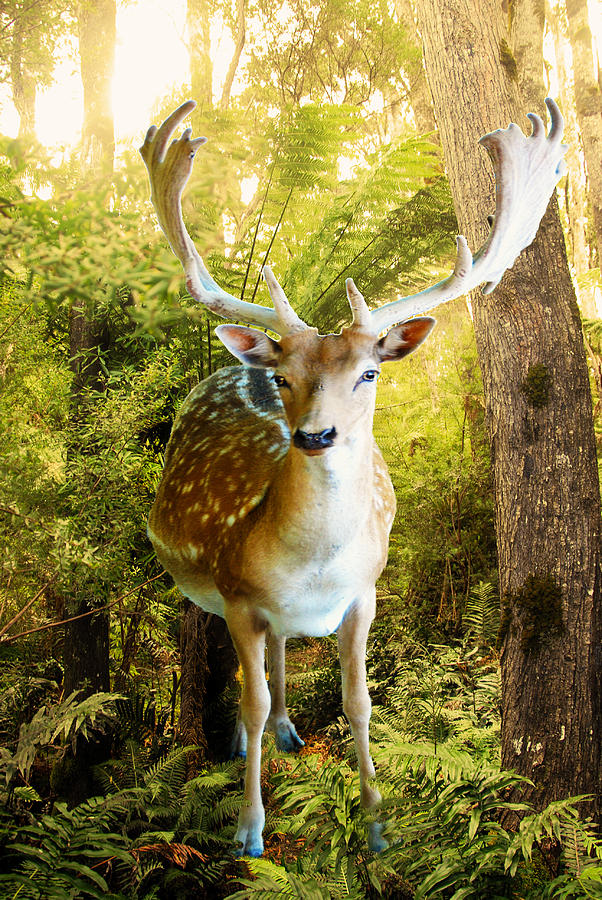 Deer Ferns Photograph by Glen Johnson