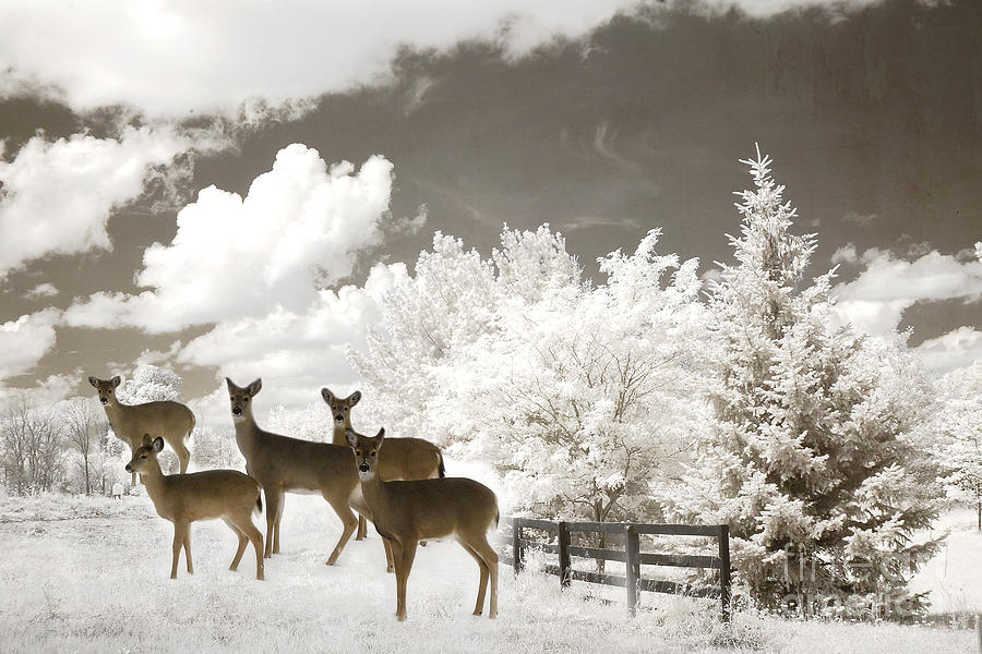Deer Nature Winter - Surreal Nature Deer Winter Snow Landscape Photograph by Kathy Fornal