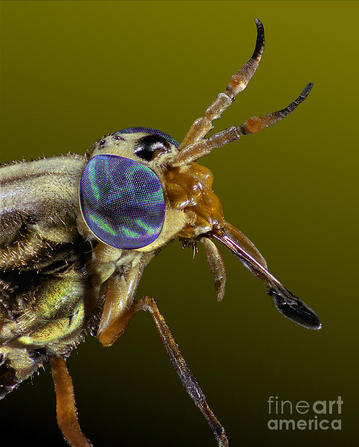 Deer Fly Photograph by Darwin Dale