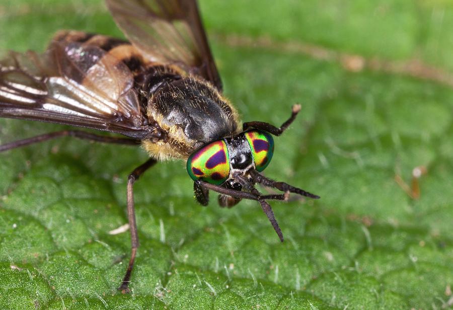 Deer Fly On A Leaf Photograph by Science Photo Library - Pixels