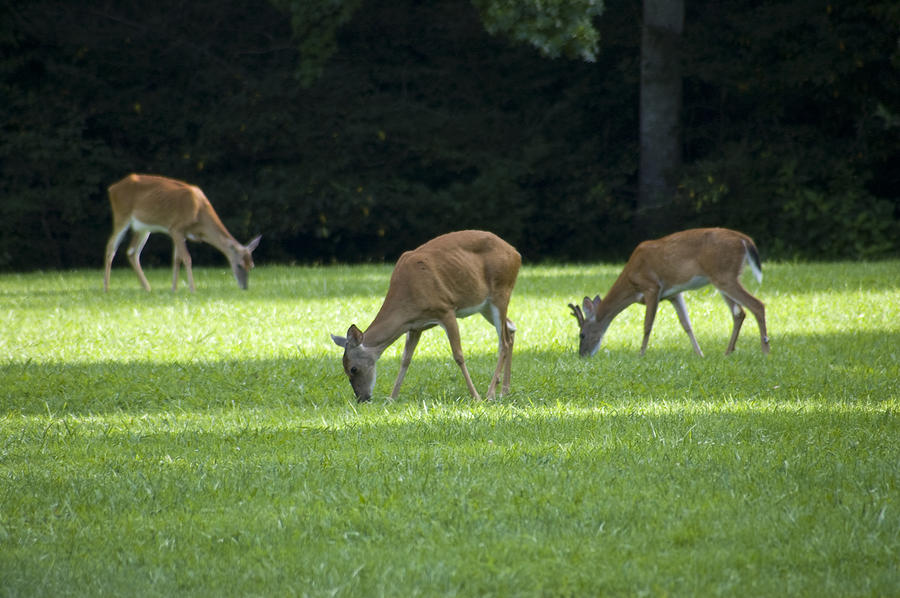 Deer Photograph - Deer for Dinner by Mark Early