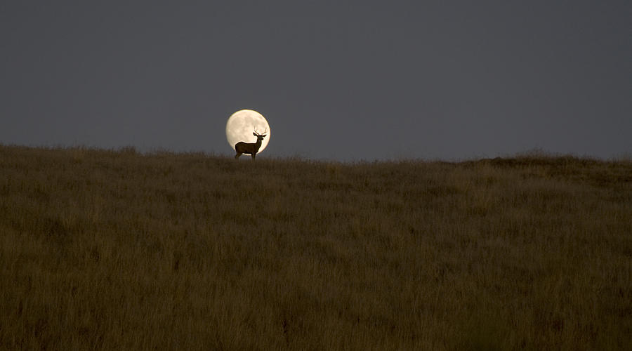 Sunset Photograph - Deer Framed By The Moon On A Monterey Hillside by Scott Lenhart