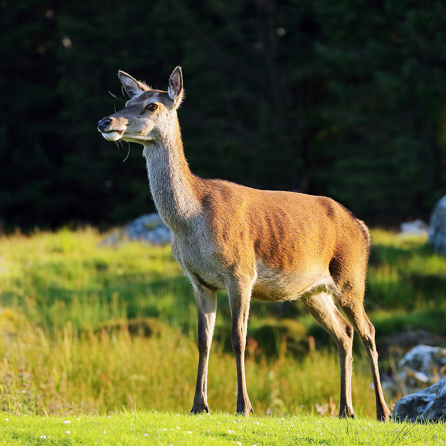 Deer Photograph by Grant Glendinning