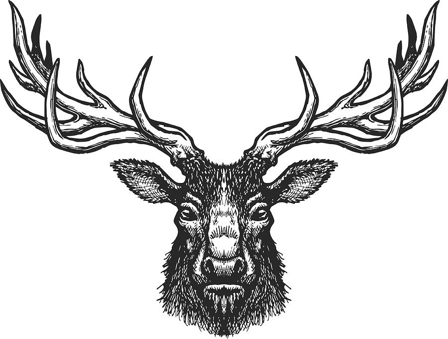 Deer head Drawing by DimaChe
