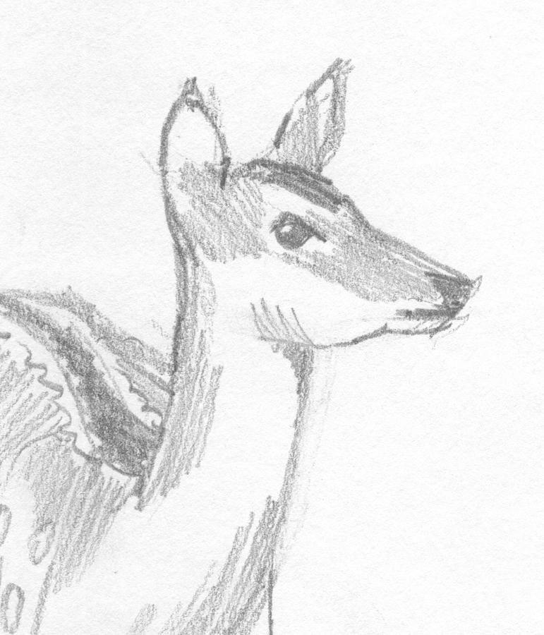 Deer Head Drawing by Mike Jory