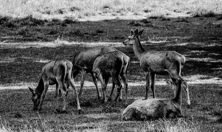 Black And White Photograph - Deer Herd by Pati Photography