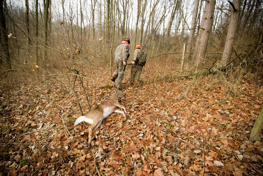 Fall Photograph - Deer Hunters Drag A Four Point Buck by David Nevala