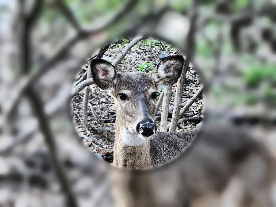 Deer Hunters View Photograph by Russ Considine