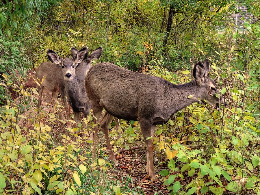 Deer II Photograph by Lanita Williams