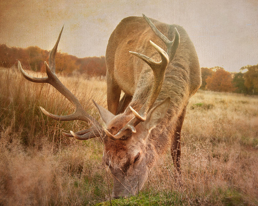 Deer Photograph - Deer II by Violet Gray