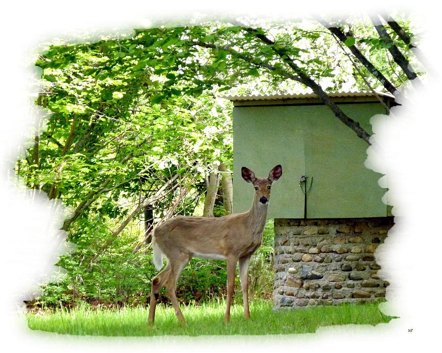 Deer In A Hazelnut Grove Photograph by Will Borden