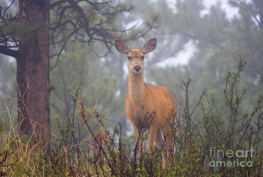 Deer in a mystical foggy forest scene Photograph by Steven Krull