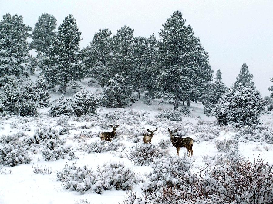 Deer in a Snow Storm Photograph by Tranquil Light Photography