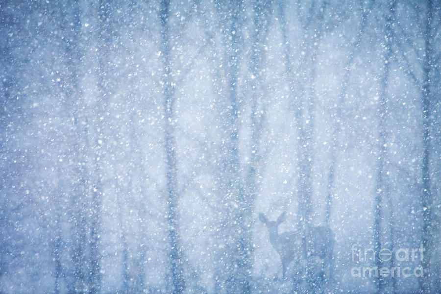 Deer in a Snowy Forest Photograph by Diane Diederich